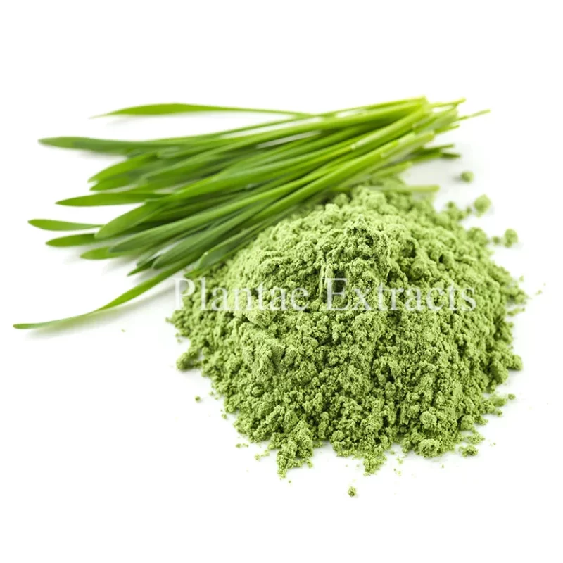 Wheat Grass